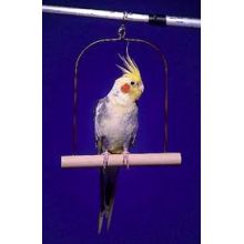 Animate Wooden Cockatiel Swing